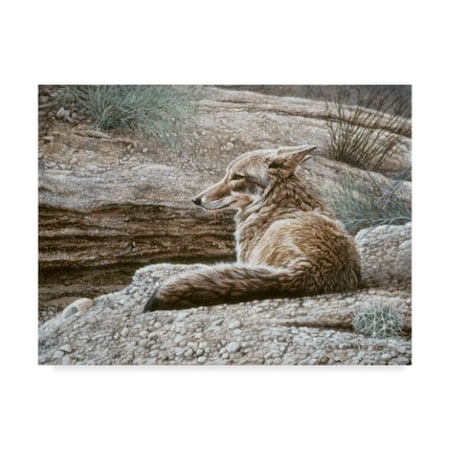 Ron Parker 'Resting Coyote' Canvas Art,14x19